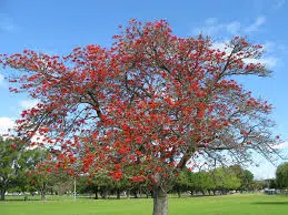 mulungu do litoral erythrina speciosa comprar semente arvore7