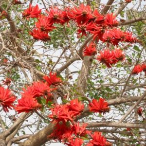 mulungu do litoral erythrina speciosa comprar semente arvore8