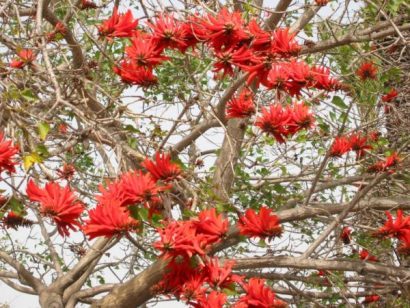 mulungu do litoral erythrina speciosa comprar semente arvore8