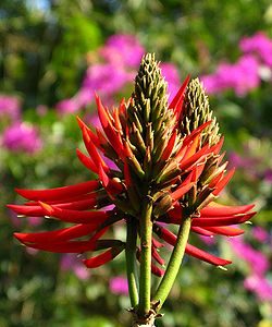 mulungu do litoral erythrina speciosa comprar semente arvore9