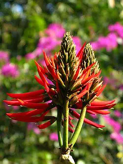 mulungu do litoral erythrina speciosa comprar semente arvore9
