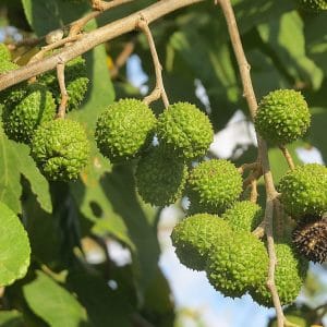 mutambo guazuma ulmifolia