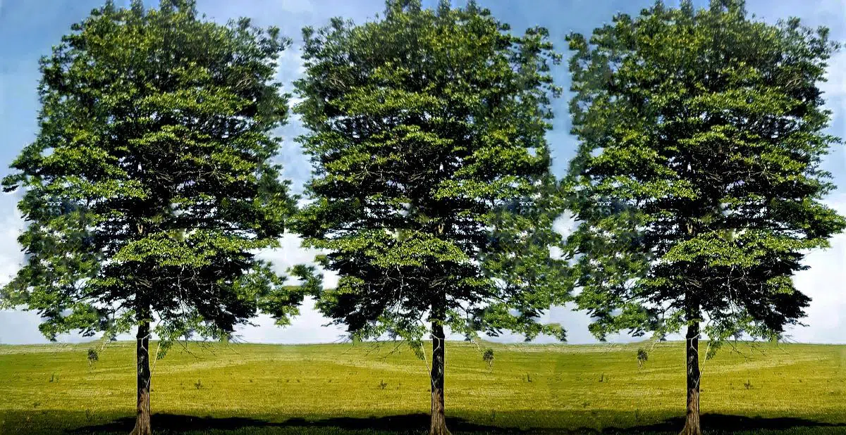 mutambo guazuma ulmifolia5