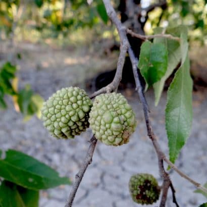 mutambo guazuma ulmifolia8