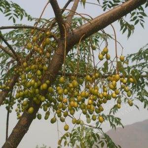 cinamomo4