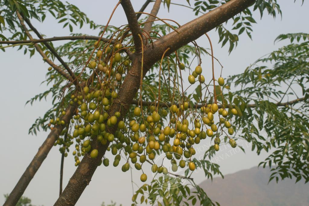 cinamomo4