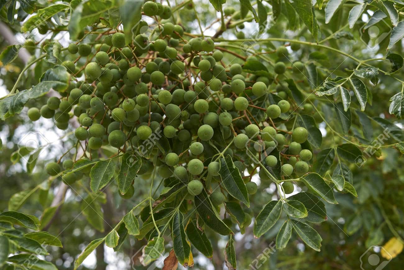 cinamomo6