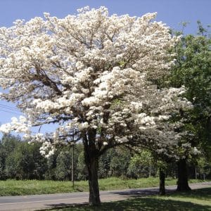 Sementes de Ipe Branco - So Flor Sementes