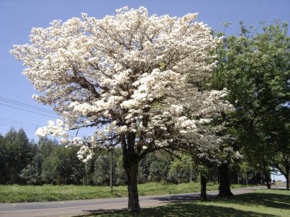 Sementes de Ipe Branco - So Flor Sementes