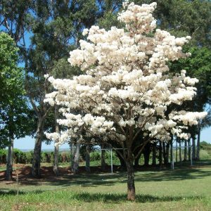 Sementes de Ipe Branco - So Flor Sementes