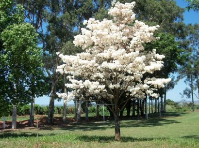 Sementes de Ipe Branco - So Flor Sementes