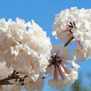 Sementes de Ipe Branco - So Flor Sementes