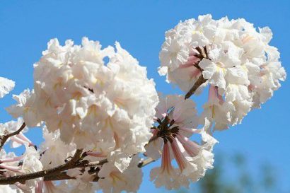 Sementes de Ipe Branco - So Flor Sementes