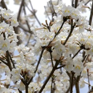 Sementes de Ipe Branco - So Flor Sementes