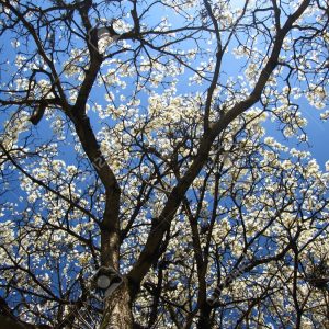 Sementes de Ipe Branco - So Flor Sementes