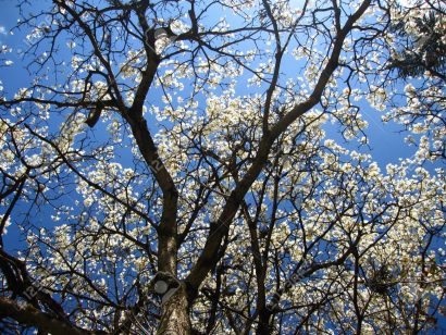 Sementes de Ipe Branco - So Flor Sementes