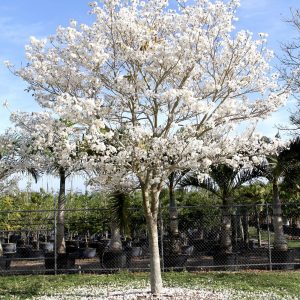 Sementes de Ipe Branco - So Flor Sementes