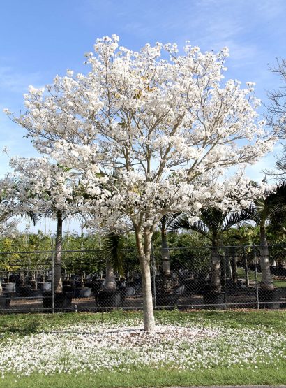 Sementes de Ipe Branco - So Flor Sementes