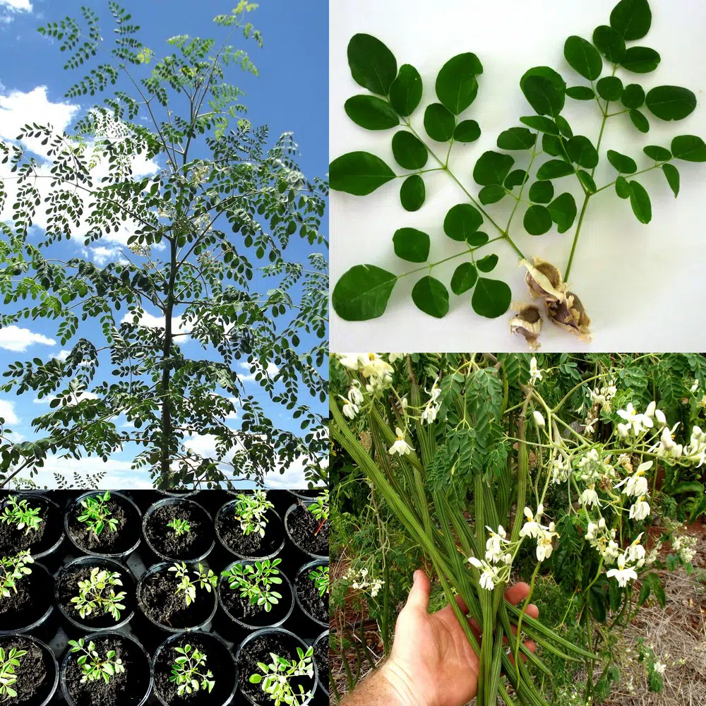 moringa oleifera