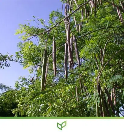 moringa oleifera2