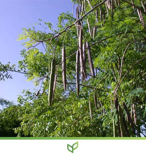 moringa oleifera2