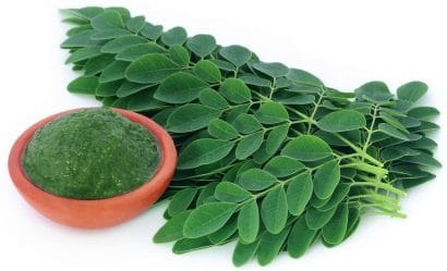 moringa oleifera3