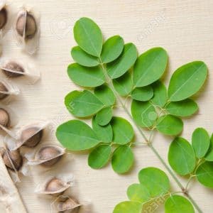 moringa oleifera4