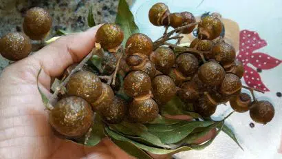 saboeiro3