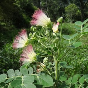 samanea tubulosa