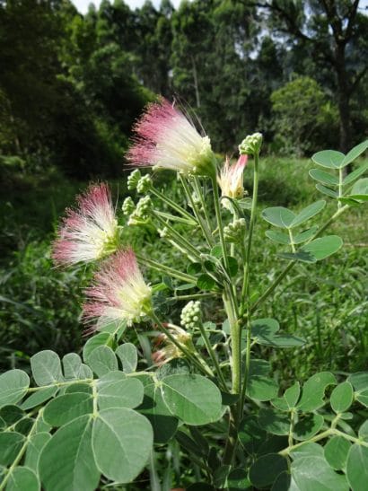 samanea tubulosa