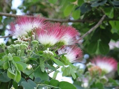 samanea tubulosa2