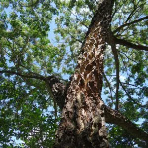 samanea tubulosa3