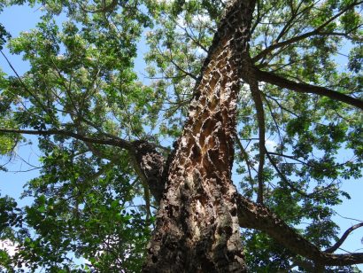 samanea tubulosa3