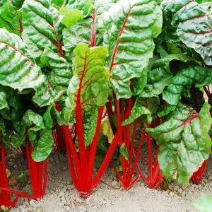 Sementes de Acelga Red Vermelha: 50 Sementes - Só Flor Sementes