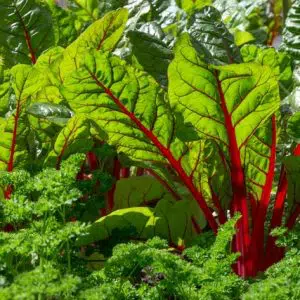 Sementes de Acelga Red Vermelha: 50 Sementes - Só Flor Sementes