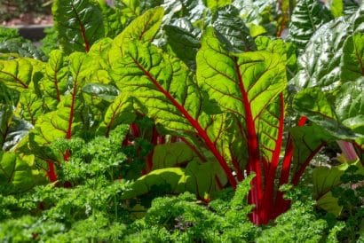 Sementes de Acelga Red Vermelha: 50 Sementes - Só Flor Sementes