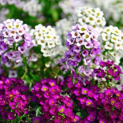 alyssum mixed