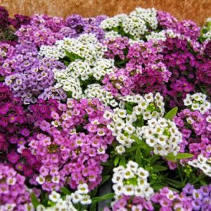 alyssum mixed3