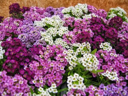 alyssum mixed3