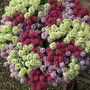 alyssum mixed4