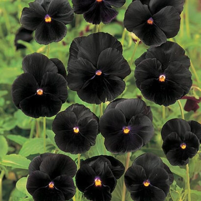 Sementes de Amor Perfeito Black - So Flor Sementes