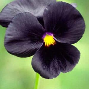 Sementes de Amor Perfeito Black - So Flor Sementes