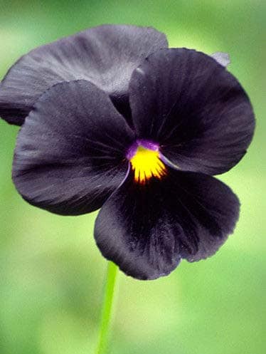 Sementes de Amor Perfeito Black - So Flor Sementes