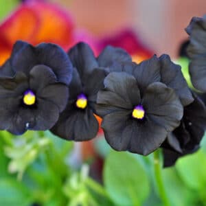 Sementes de Amor Perfeito Black - So Flor Sementes