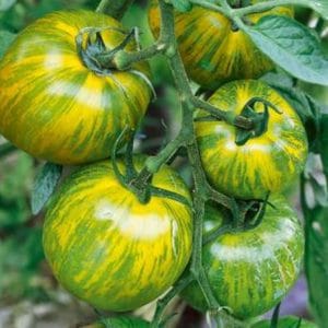 green zebra tomato2 1