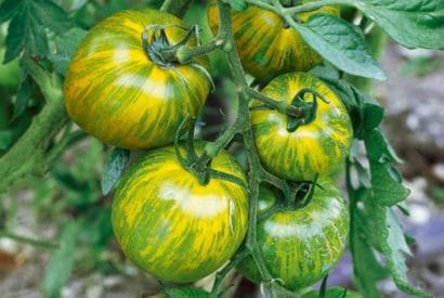 green zebra tomato2