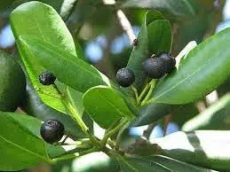 pimenta jamaica