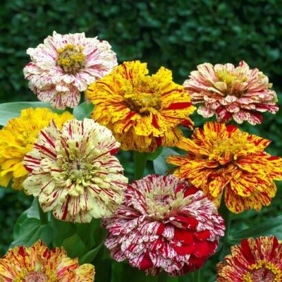 zinnia candystripe