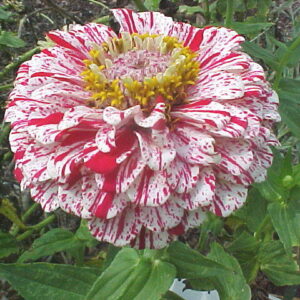 zinnia carrosel