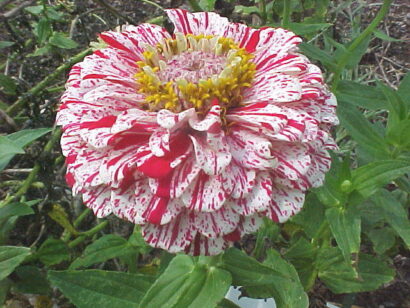 zinnia carrosel